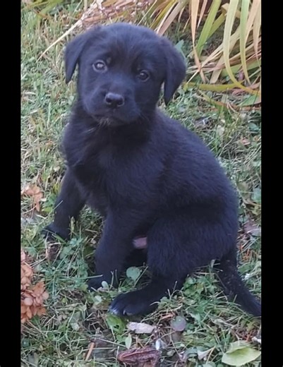 5.4K views · 25 reactions |  PUPPY ALERT!  6-week-old German Shepherd/Husky/Lab mix pups are almost ready to steal hearts!   Available for adoption at 8 weeks: northwoodsanimalalliance.org/adoptions  We run 100% on donations — help us keep saving lives: paypal.me/NWAnimalAlliance  Share this post & spread the word — these cuties won’t last long! ✨ | Northwoods Animal Alliance - NWAA | Facebook