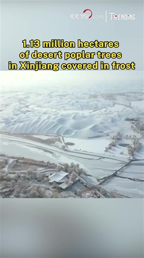 Recently, following a snowfall, over 1.13 million hectares of primeval desert poplar trees along the Tarim River in northwest China's Xinjiang Uygur Autonomous Region, have been transformed into a stunning frost-covered landscape. The striking sight was caused by moisture in the air settling on the trees, creating a breathtaking visual spectacle. #SeeChina For more: https://english.cctv.com/ | CCTV
