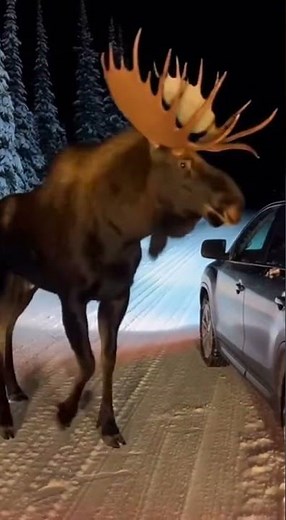 Massive Moose Charges a Car… Driver Saves Dog in the Backseat 😳🦌🚗🔥#MooseEncounter #AlaskaWildlife
