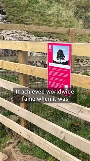 The odd couple who drove 30 miles in storm to chop down world-famous Sycamore Gap tree 'for a laugh' Sycamore Gap 🚔 | Yorkshire Live