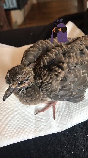 Baby Mourning Dove Cooing | Wildlife Sounds