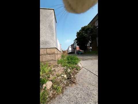 A Cat's First-Person Perspective｜猫の一人称視点｜ 2026-03-12 15:01:22