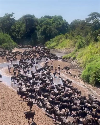 939K views · 10K reactions | Recap to how 2023 Migration has been. | The Wildebeest Sightings | Facebook