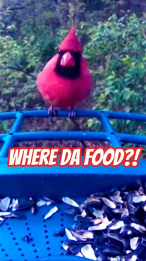 The mystery of the missing bird seed