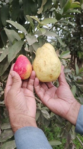 Pink Guava or Yellow Guava