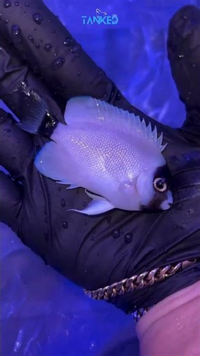 Genicanthus personatus | Elegant Hawaiian Beauty| TANKED IND | @tanked_ind