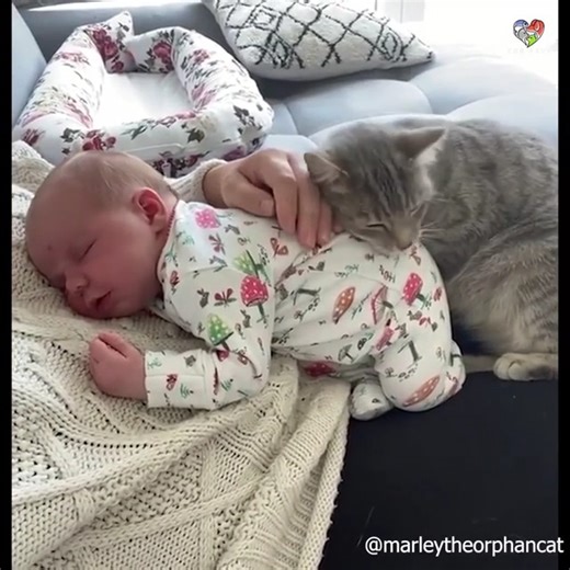 560K views · 10K reactions | Pets Farm | Pets are a baby's best friend  | Pets Farm | Facebook