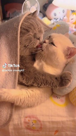 Adorable Kitty Moments: A Cute Cat Compilation
