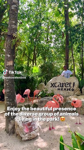 10 Must Do Activities at Xcaret Park Mexico! 😆🐬🏊‍♂️🦩🐆 1. Enjoy the beautiful presence of the diverse group of animals living in the park! You’ll come across species such as flamingos, macaws, manatees, spider monkeys, coati’s, raccoons, jaguars, deers & tapirs! 🐆 2. Swim in crystal clear waters at the underground rivers. There are three in total (Azul, Manatee, & Mayan)! The rivers wind through an underground cave system opening up to natural skylight & cascading waterfalls at various poin