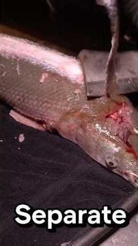 How to clean a alligator gar (the best) #alligatorgar #fishing #fish #viral #fishcleaning