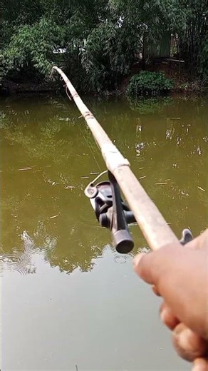 Amazing Tilapia Fishing with Hook | Big Tilapia Catch in the Wild 🎣🐟