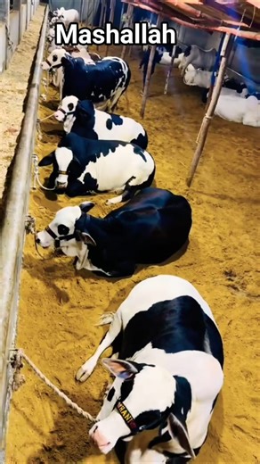 Beautiful cattle farm 🐂#viralvideo #viralshorts #viral