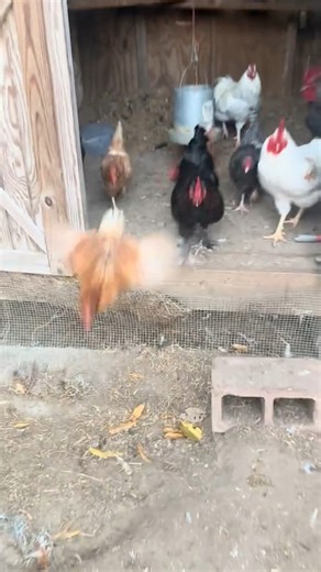 Good morning from the #farm! | Fox Farm