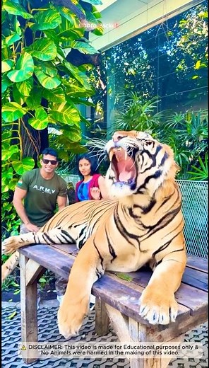 Why don't Lions attack humans? Animal 🐅