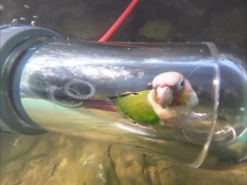 Parrot safely dives in transparent oxygen device in Guangxi, China