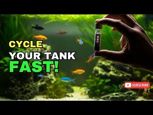 How to Cycle an Aquarium FAST (The 3-Step Safe Method)