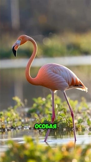 Flamingos stand on one leg to stay warm #animals #flamingo