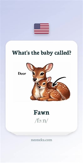 Learn English Vocabulary: Animal Verbs and Flashcards