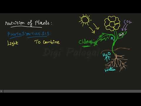 Photosynthesis | 🤩 தமிழ்ல Teaching 🤩 | NCERT Science | Biology | Class 7
