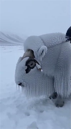 Hammer Strike Frees a Frozen Musk Ox in Iceland #shorts #rescue #wildlife