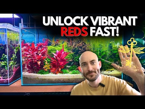 How to Grow Stunning Red Aquarium Plants | Planted Tank Tips