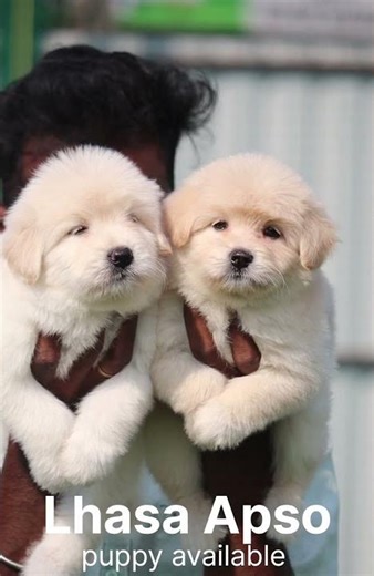 ✨ TOP QUALITY LHASA APSO PUPPIES AVAILABLE NOW! ✨
