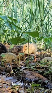 The old woman's health was failing, the homeless girl was very scared. #lifesingle #singlemother #lytieuca | Monkey SoK Ya