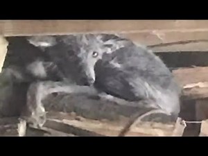 Animal experts investigate mystery animal Pennsylvania woman found outside home