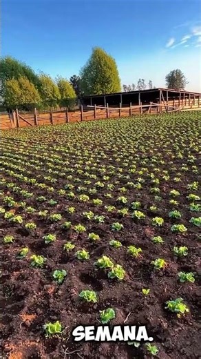 “Para lograr lechugas sanas