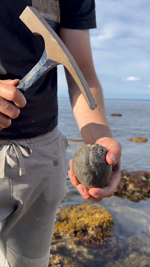 29M views · 340K reactions | Here is a limestone rock that we found...
