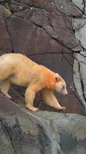 Facts about the rarest bear on earth: the spirit bear