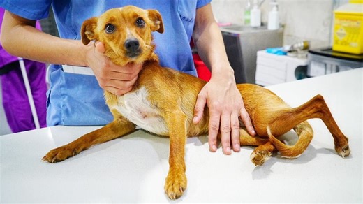 Tiny dog with twisted leg, abandoned and alone