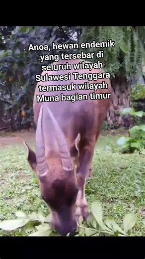 Anoa merupakan hewan endemik yang tersebar di seluruh wilayah Sulawesi Tenggara, termasuk Muna bagian timur ❤❤ #reel #jangkauan #public | Jon Edek