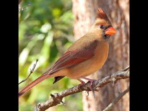 BackyardBirdsTV Live Stream