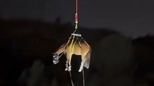 Watch: Helicopter airlifts horse to safety from steep embankment