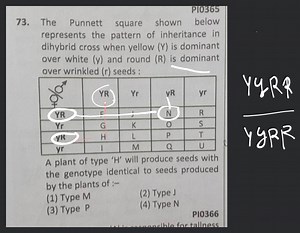 The punnett square shown below represents the pattern of inheri... | Filo
