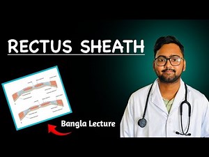 Rectus Sheath | Abdomen Anatomy | Bangla Lecture