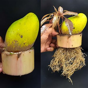 249K views · 8.3K reactions | How To Grow Mango Tree From Mango fruit In Banana Tree Trunk | Ashik Muztaba | Facebook