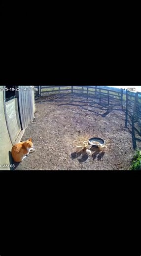 330K views · 7.8K reactions | CCtV footage of cat saves a chicks from eagle attack #cat t #pet s #fblifestyle | Pets Lovers | Facebook