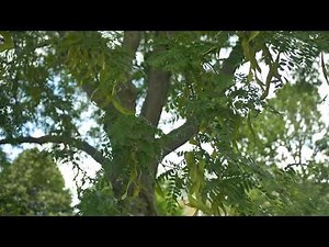 Gleditsia triacanthos - Common Honeylocust