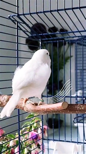 9.6K views · 917 reactions | White Canary Singing 懶 ....