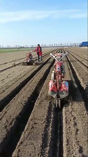 🌾 Ginger Harvest Time Satisfying Farming Video #agriculture