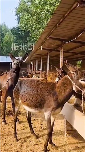 Donkeys live among donkeys and horses 270