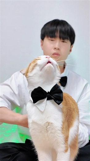 고양이 엉덩이로 캐논변주곡 연주하기🥁
