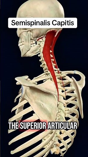 Semispinalis capitis muscle #anatomy