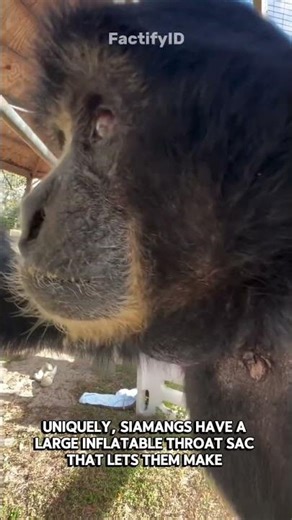 Nature’s Loudest Singer: The Unique Siamang #shorts