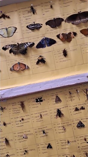Insect box 😯🦋🐛