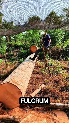 wood this big behind alone #logging #sawblade #chainsaw #treecutting