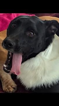 A baby male Dog is submissive towards an older female dog. What a good dog!