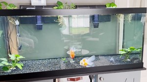 Swim Bladder Treatment? (Info in comments)